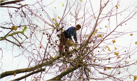 Simply Tree Services